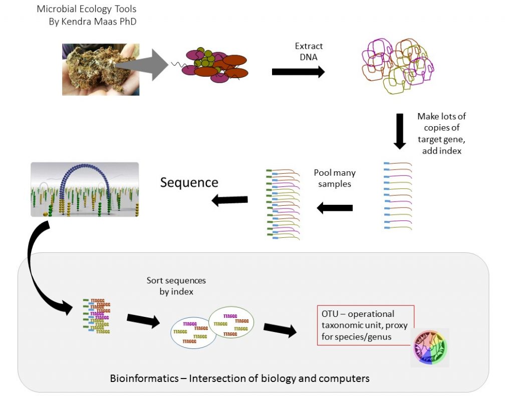 Flow diagram of the microbial ecology sample procces. A picture of a block of soil is in the top left, a zoom arrow points towards a cartoon of multicolored, variable shaped cells -> Extract DNA (image of colored squiggly lines) -> Make lots of copies of target gene, add index (image of straight color lines with blue box index) -> Pool many samples (image of straight colored lines with blue and green index box) -> Sequence (image of Illumina bridge amplification) -> arrow into grey box "Bioinformatics-Intersection of biology and computers" -> Sort sequences by index -> OTU-operational taxonomic unit, proxy for species/genus